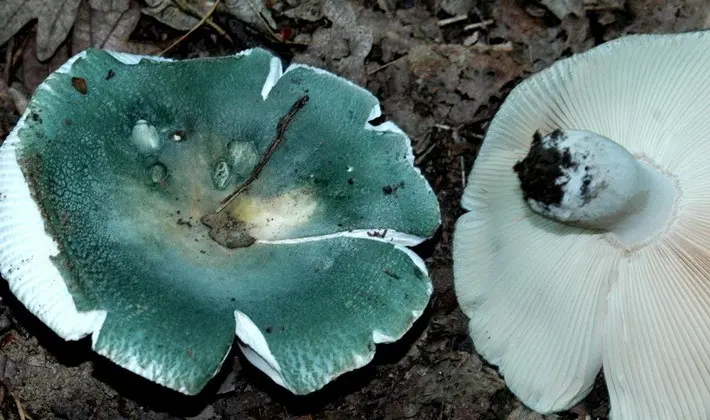 Forest mushrooms on thin legs