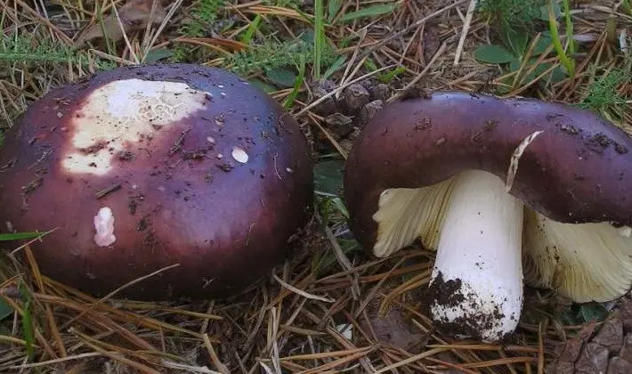 Forest mushrooms on thin legs