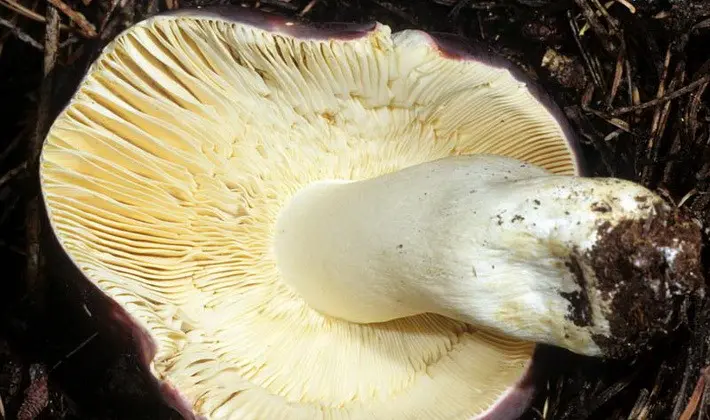 Forest mushrooms on thin legs