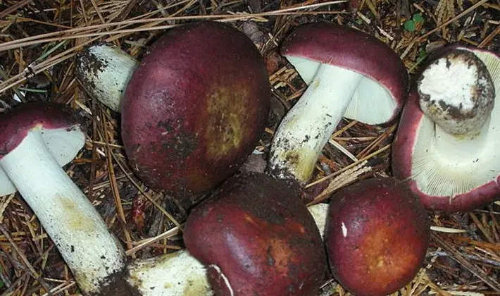 Forest mushrooms on thin legs