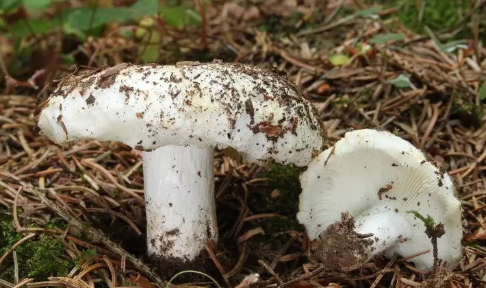 Forest mushrooms on thin legs