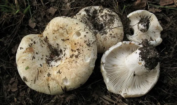 Forest mushrooms on thin legs