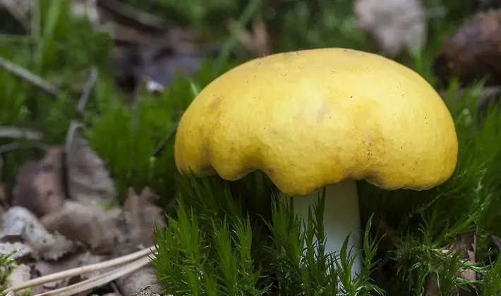 Forest mushrooms on thin legs