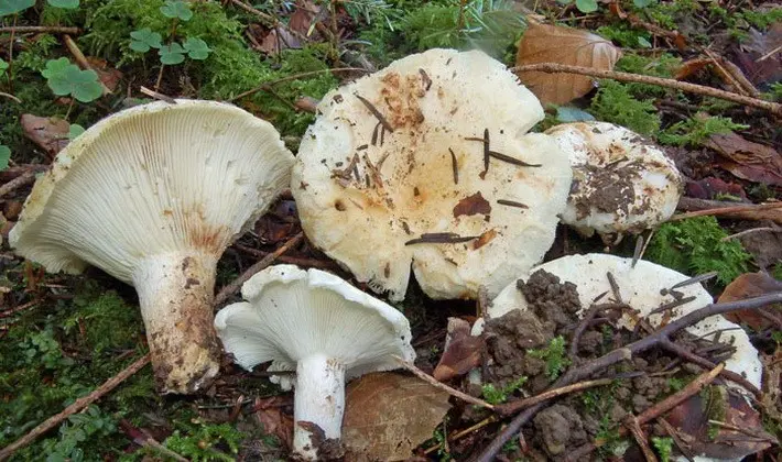 Forest mushrooms on thin legs