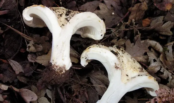 Forest mushrooms on thin legs