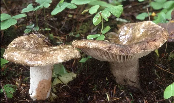 Forest mushrooms on thin legs