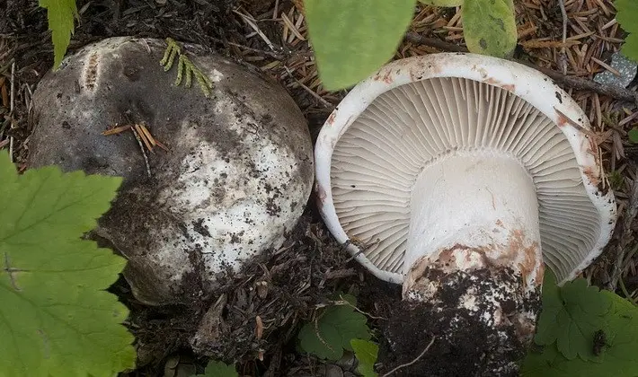 Forest mushrooms on thin legs