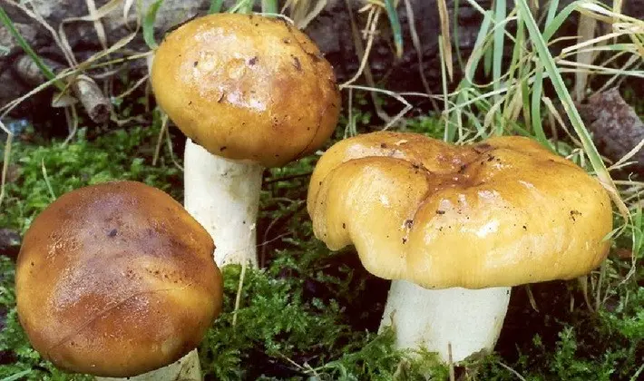 Forest mushrooms on thin legs