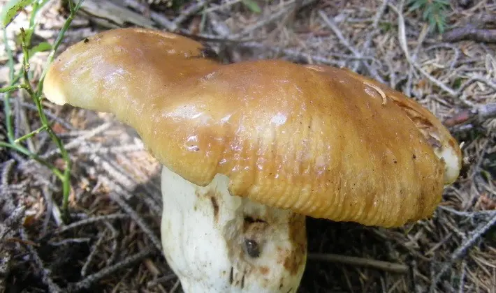 Forest mushrooms on thin legs