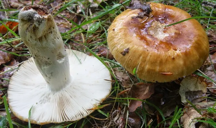 Forest mushrooms on thin legs