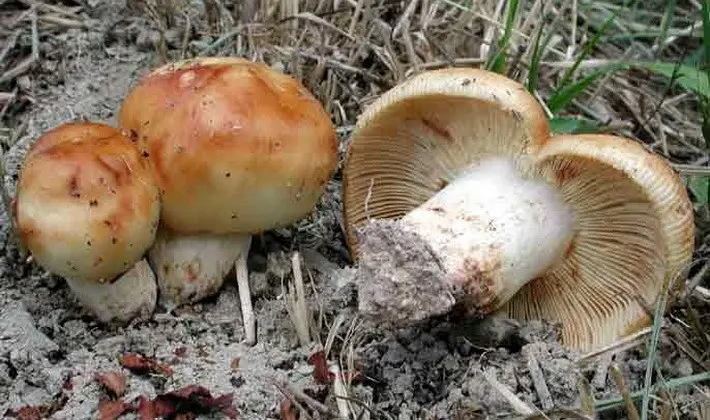 Forest mushrooms on thin legs