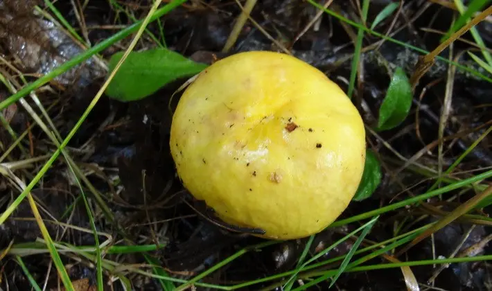 Forest mushrooms on thin legs