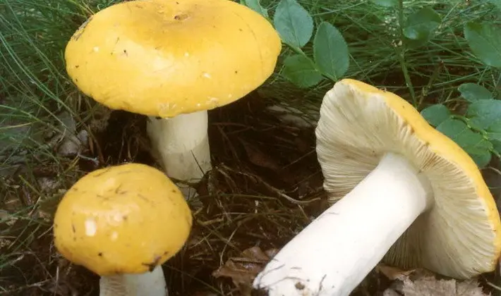 Forest mushrooms on thin legs