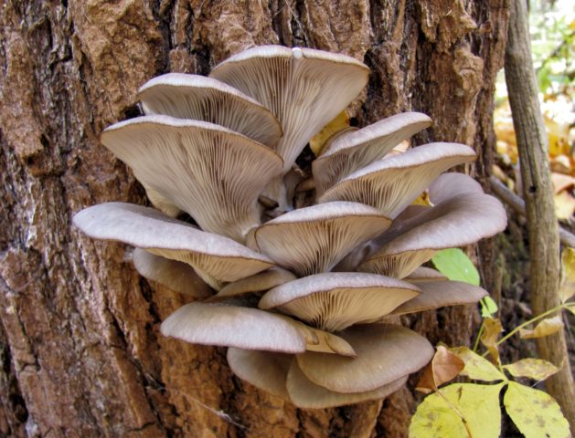 Forest oyster mushrooms: photo and description of species