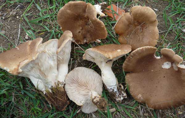 Forest oyster mushrooms: photo and description of species