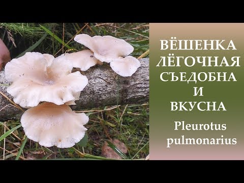 Forest oyster mushrooms: photo and description of species