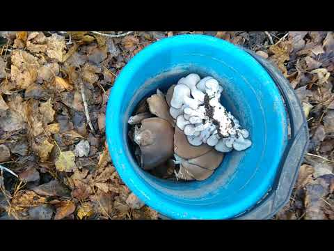 Forest oyster mushrooms: photo and description of species