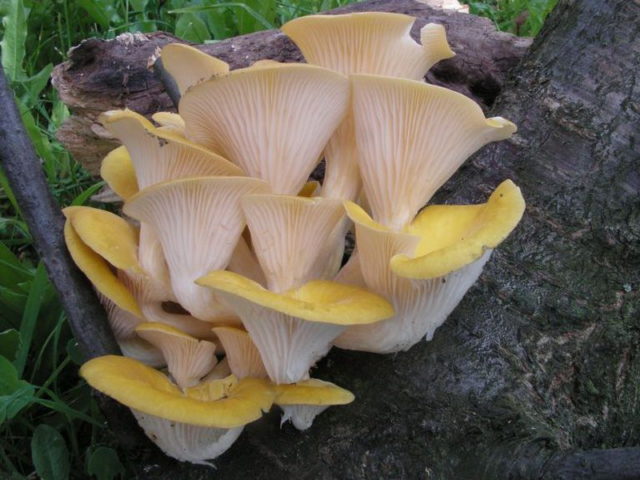 Forest oyster mushrooms: photo and description of species