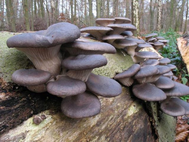 Forest oyster mushrooms: photo and description of species