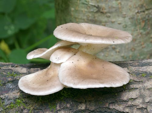 Forest oyster mushrooms: photo and description of species