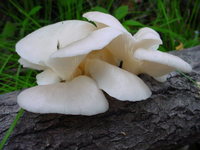 Forest oyster mushrooms: photo and description of species