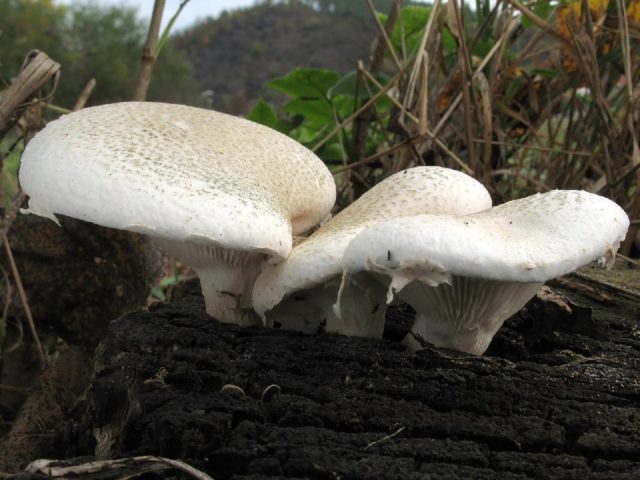 Forest oyster mushrooms: photo and description of species