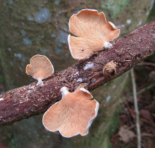 Forest oyster mushrooms: photo and description of species