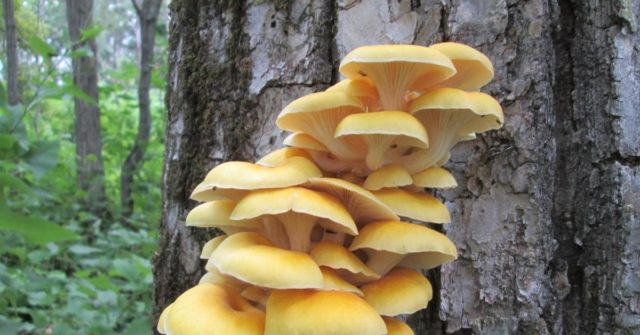 Forest oyster mushrooms: photo and description of species