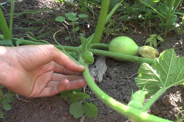 Formation of a melon in open ground