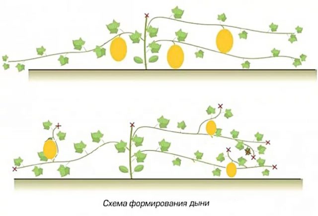 Formation of a melon in open ground