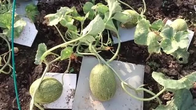 Formation of a melon in open ground