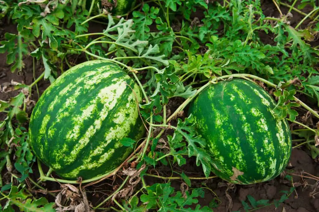 Formation of a melon in open ground