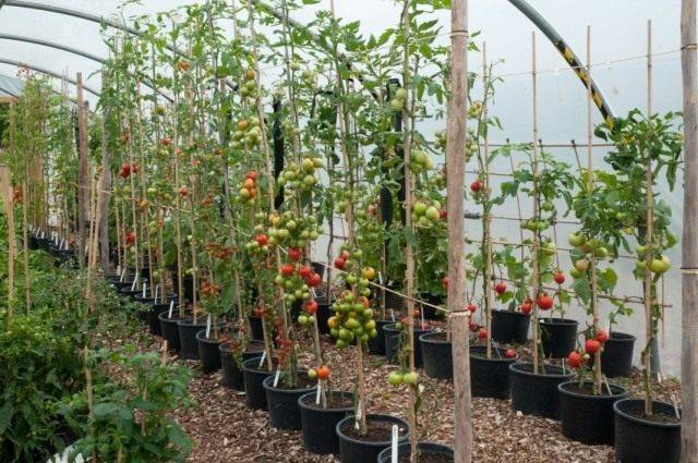 Formation of a tomato in one stem