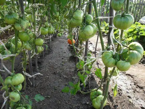 Formation of a tomato in one stem