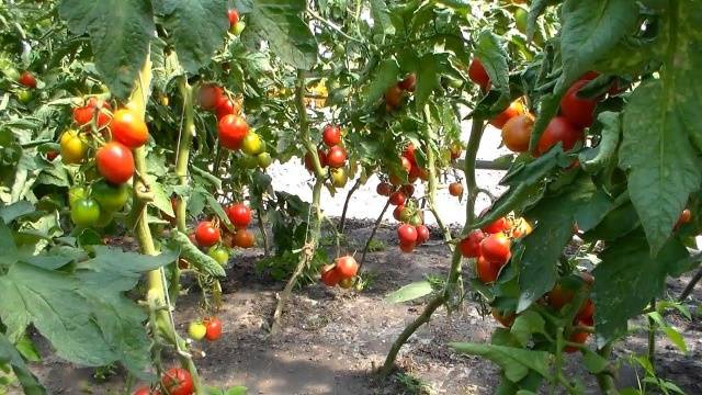 Formation of a tomato in one stem