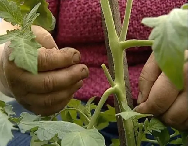 Formation of a tomato in one stem