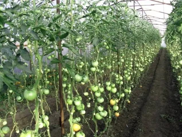 Formation of a tomato in one stem