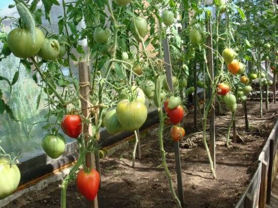 Formation of a tomato in one stem