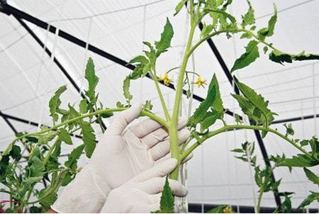 Formation of a tomato in one stem