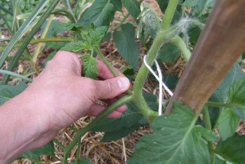 Formation of a tomato in one stem