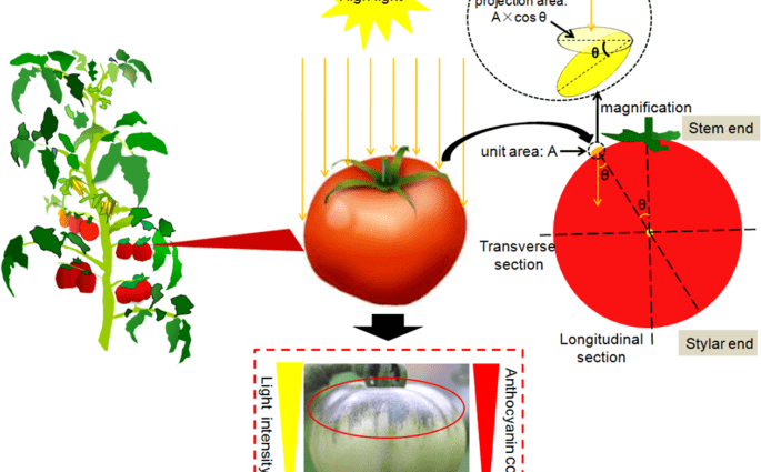 Formation of a tomato in one stem