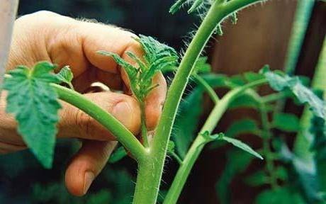 Formation of a tomato in one stem