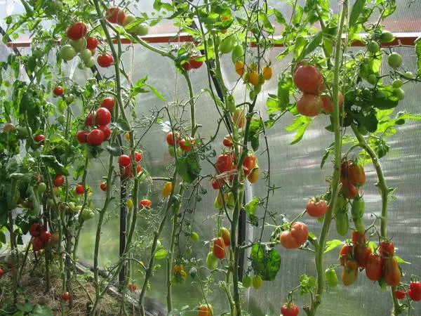 Formation of a tomato in one stem