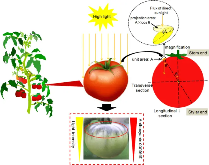 Formation of a tomato in one stem