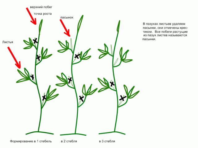 Formation of a tomato in two stems + video