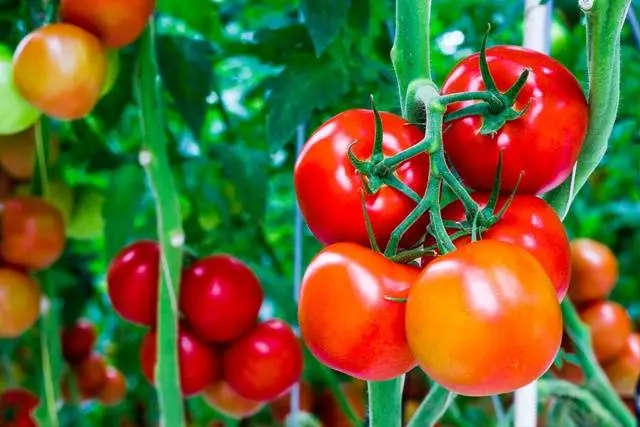 Formation of a tomato in two stems + video