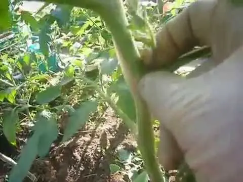 Formation of a tomato in two stems + video