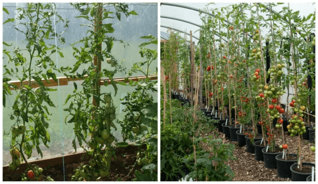 Formation of a tomato in two stems + video