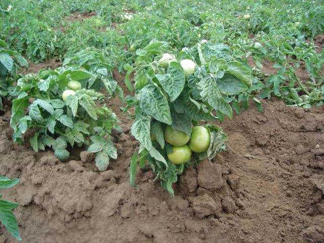 Formation of a tomato in two stems + video