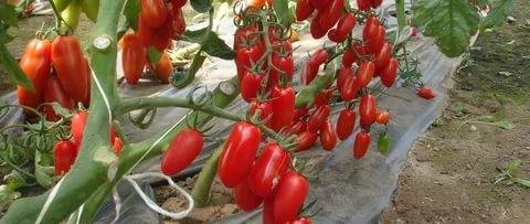 Formation of a tomato in two stems + video